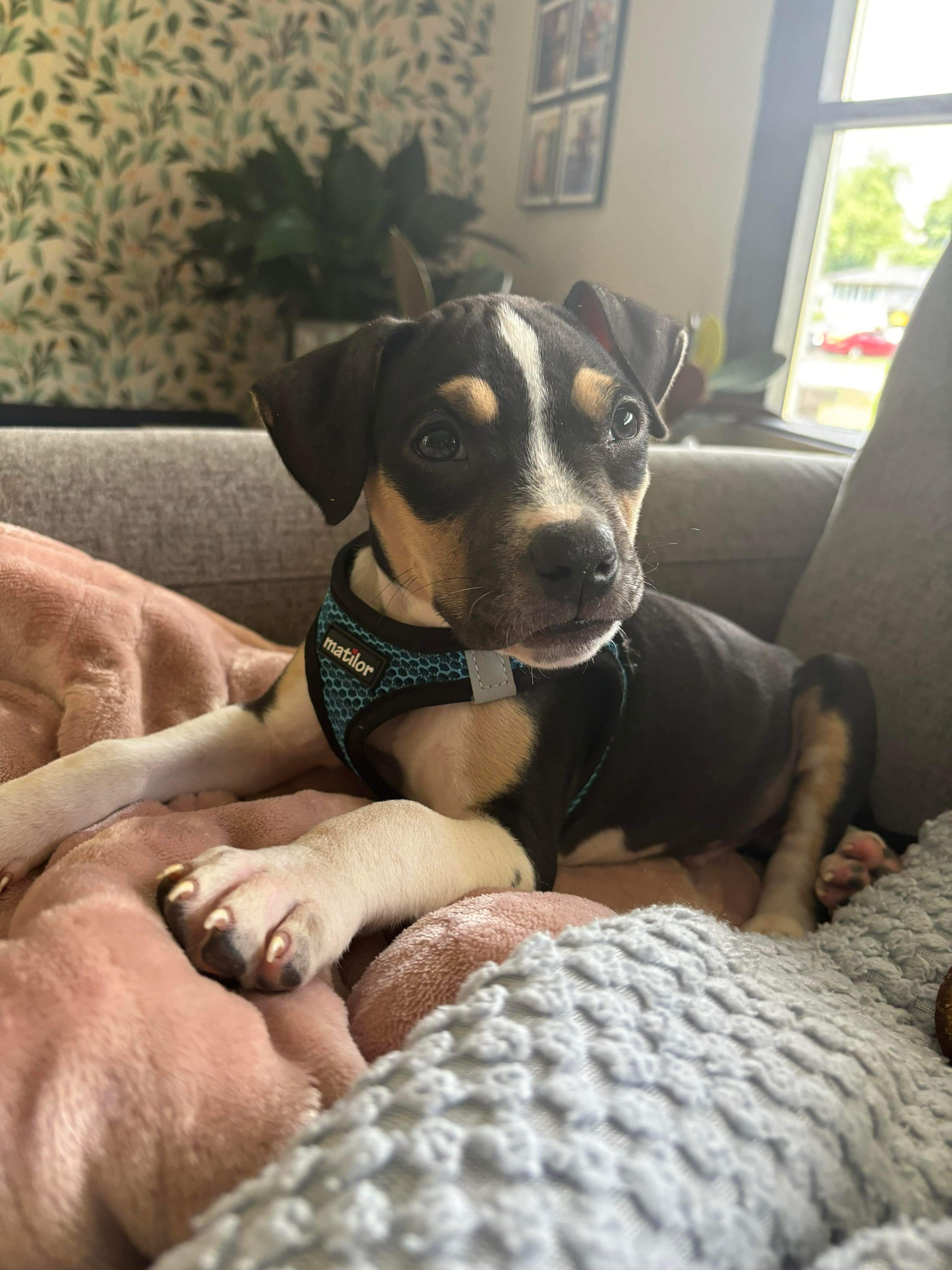 Maggie, Adopted, Puppy Female Pit Bull Terrier.