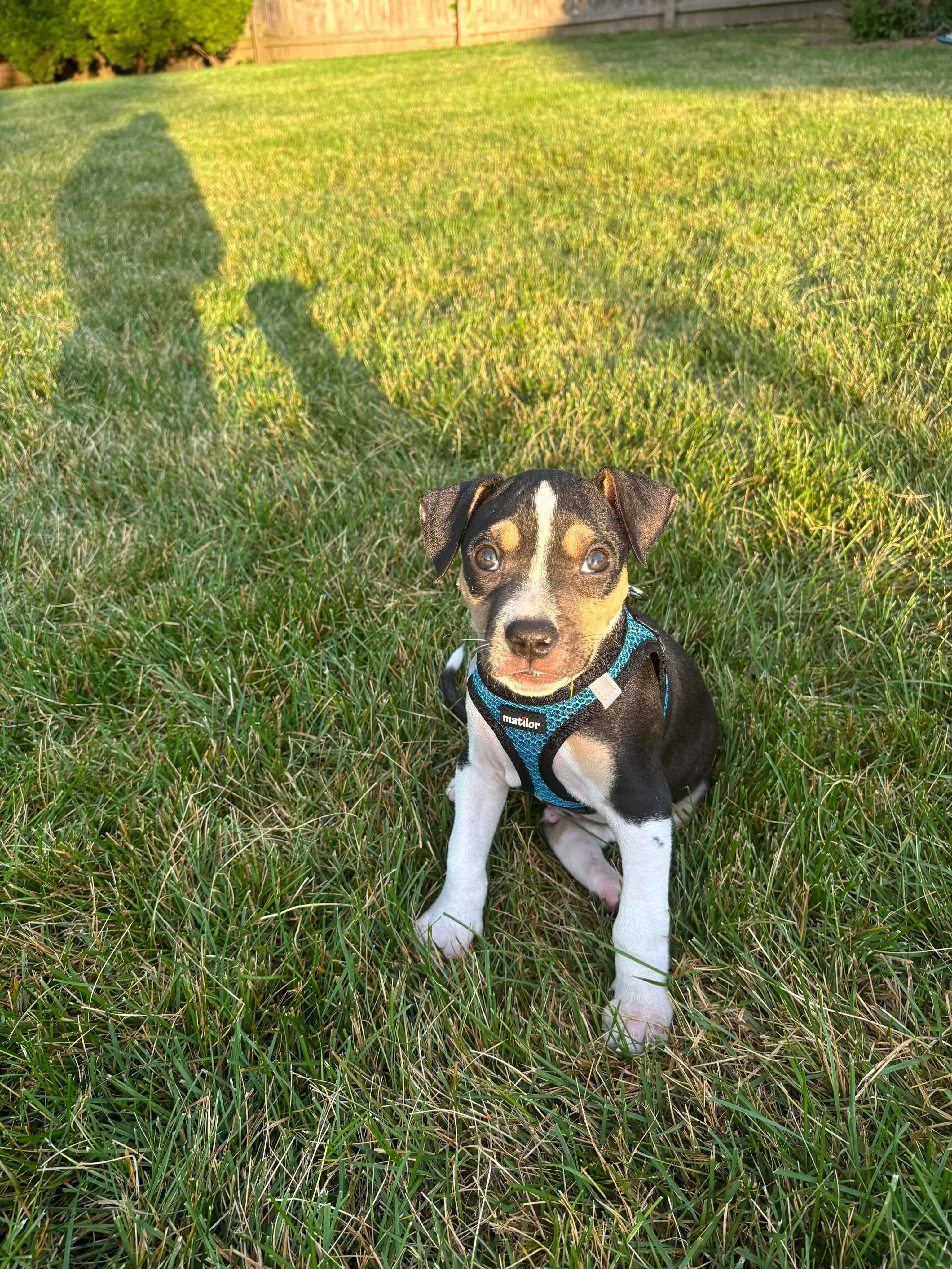 Enlarge Maggie, a Adopted Pit Bull Terrier in Villa Park, IL image 3/3