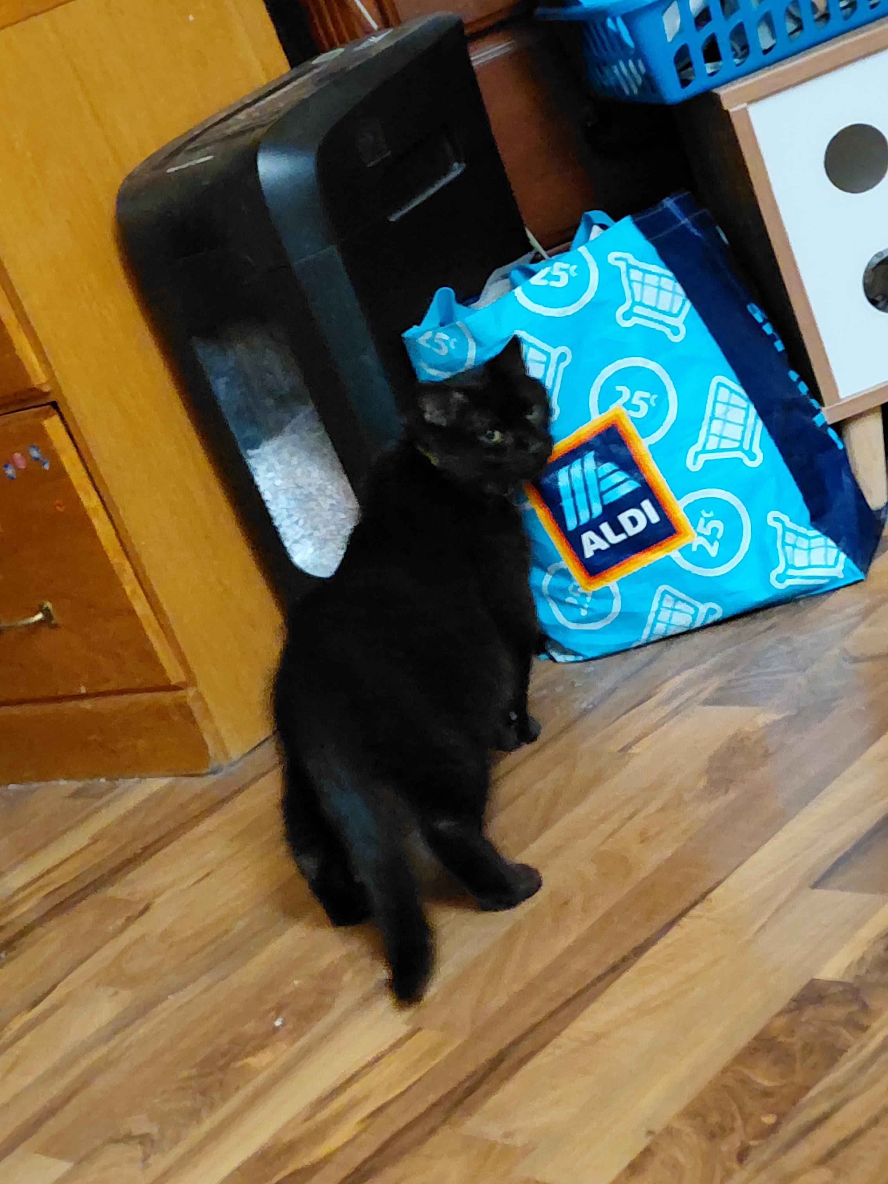 Binxy, a Adoptable Domestic Short Hair in Waseca, MN image 1/2