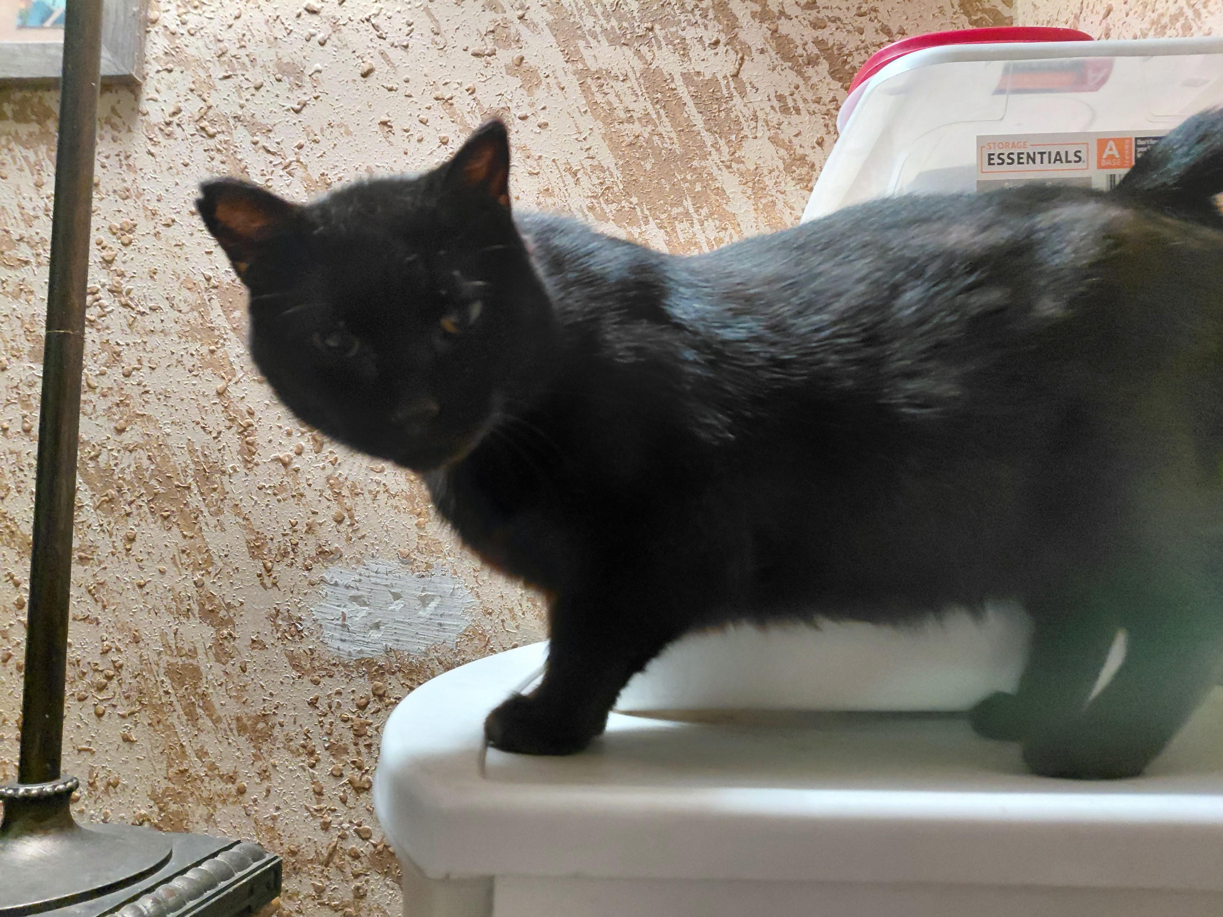 Binxy, a Adoptable Domestic Short Hair in Waseca, MN image 2/2