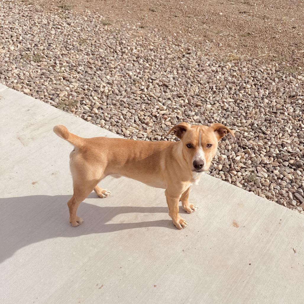 Jasper (Courtesy Listing), Adoptable, Young Male Jack Russell Terrier & Mixed Breed.