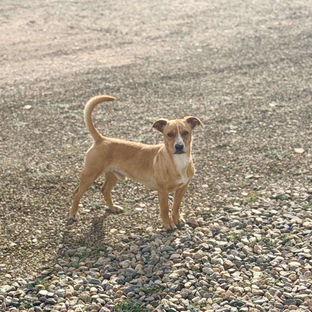Enlarge Jasper (Courtesy Listing), a Adoptable mixed breed in Prescott, AZ image 4/4