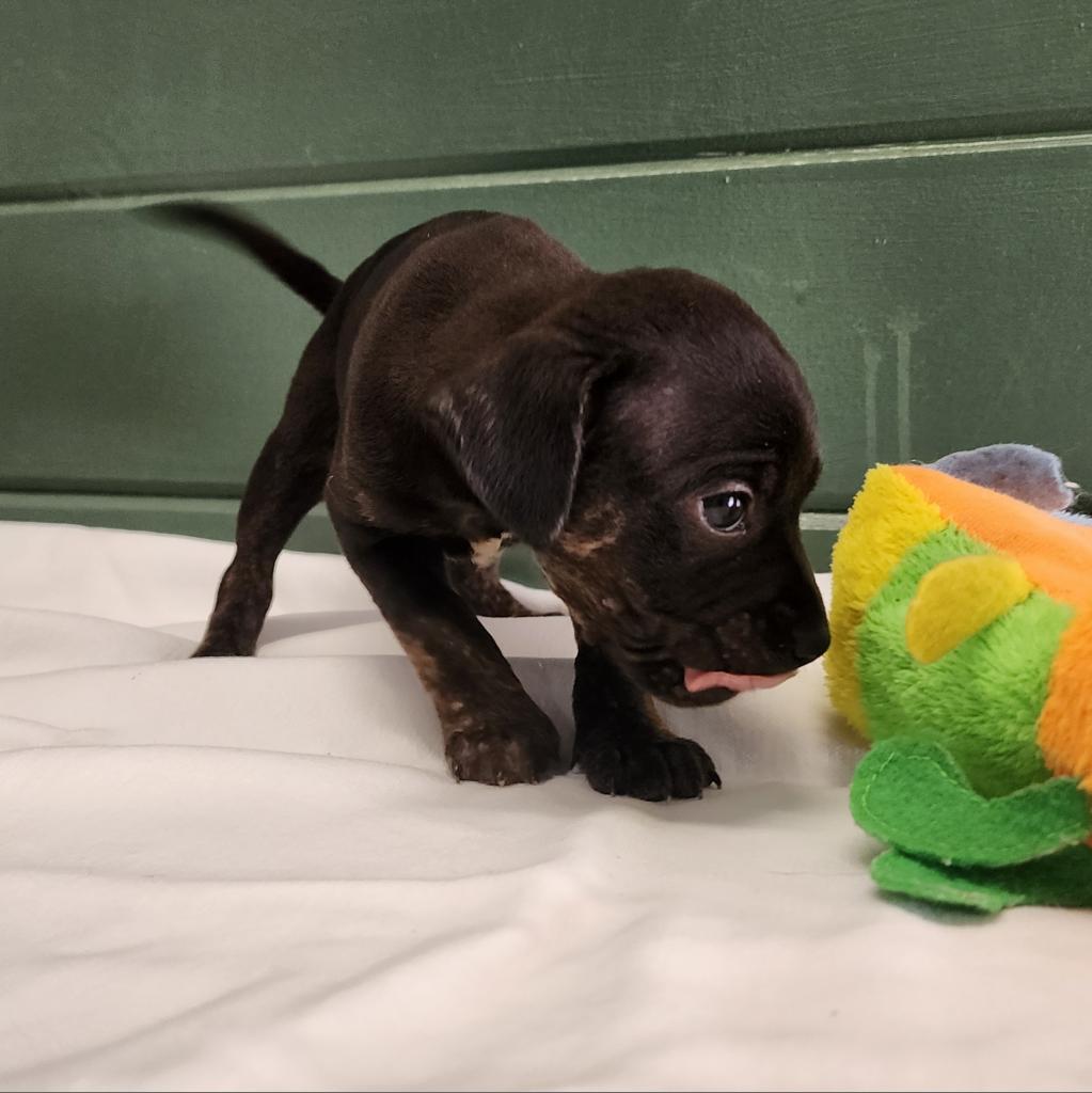 Arion (Sophie), Adoptable, Adult Female Mixed Breed.