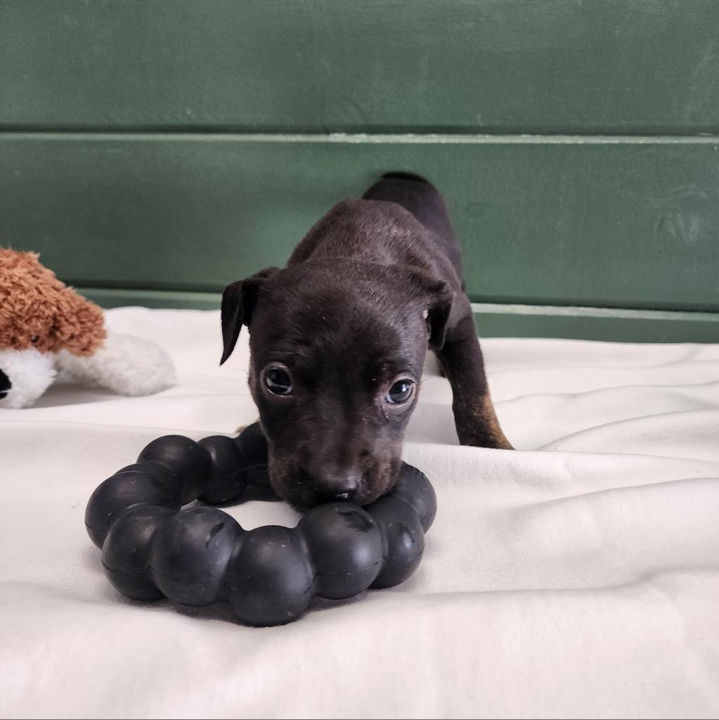 Enlarge Arion (Sophie), a Adoptable Mixed Breed in Evensville, TN image 2/4