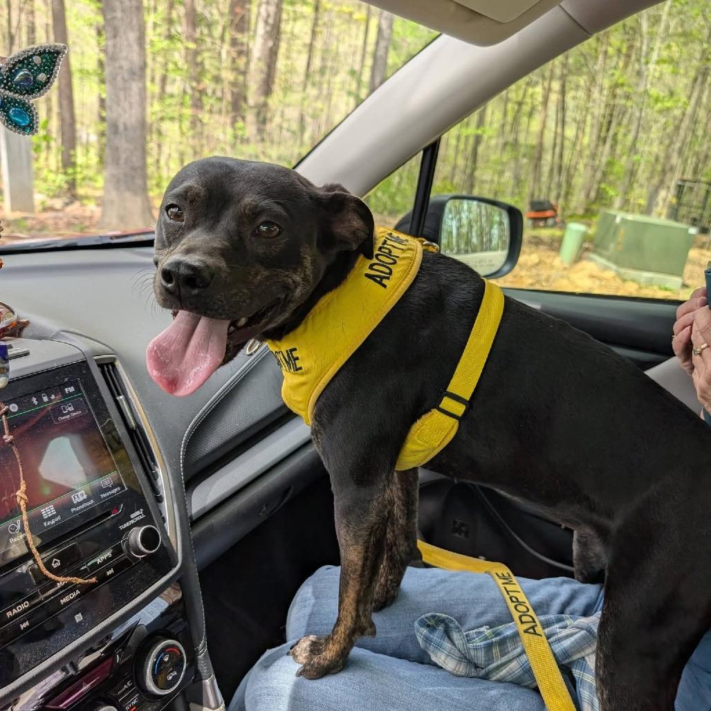 Enlarge Arion (Sophie), a Adoptable Mixed Breed in Evensville, TN image 3/4