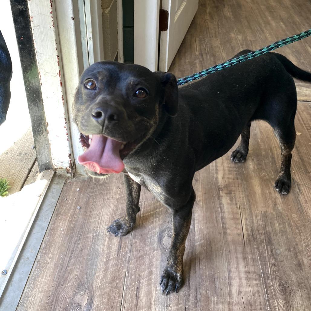 Enlarge Arion (Sophie), a Adoptable Mixed Breed in Evensville, TN image 4/4