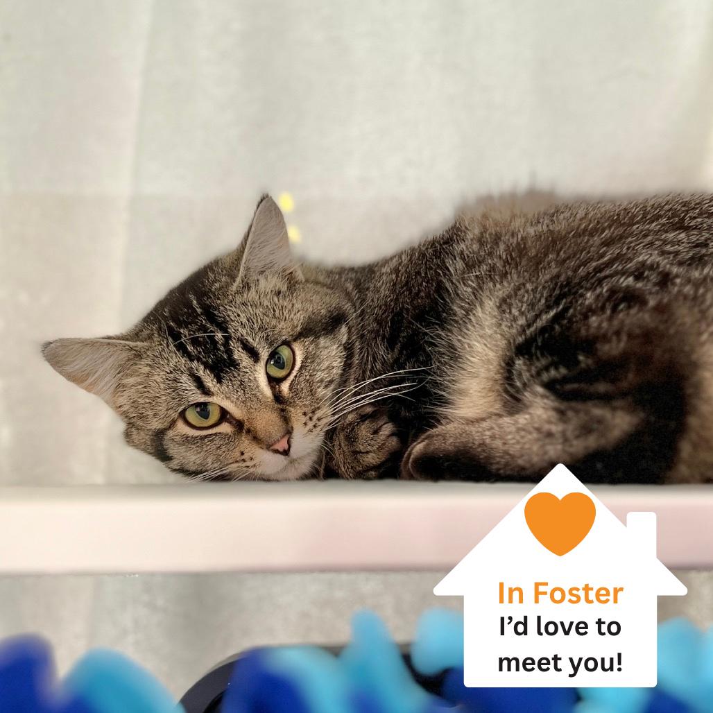 Enlarge Sparrow, a Adoptable Domestic Short Hair in Salt Lake City, UT image 1/2