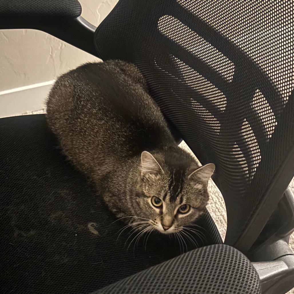 Enlarge Sparrow, a Adoptable Domestic Short Hair in Salt Lake City, UT image 2/4