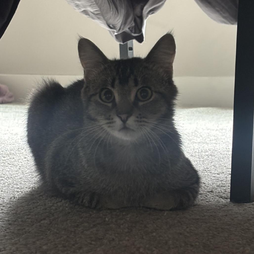 Sparrow, a Adoptable Domestic Short Hair in Salt Lake City, UT image 4/5