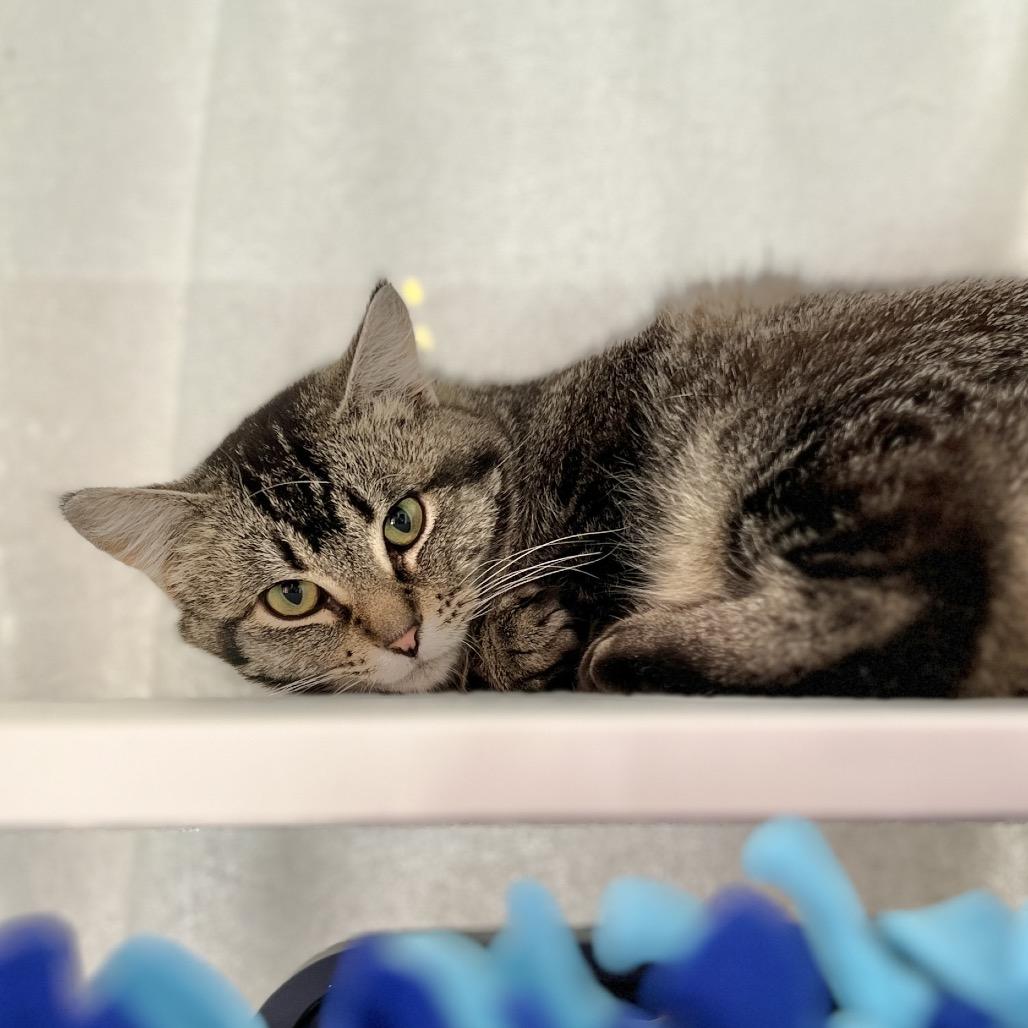 Enlarge Sparrow, a Adoptable Domestic Short Hair in Salt Lake City, UT image 2/2