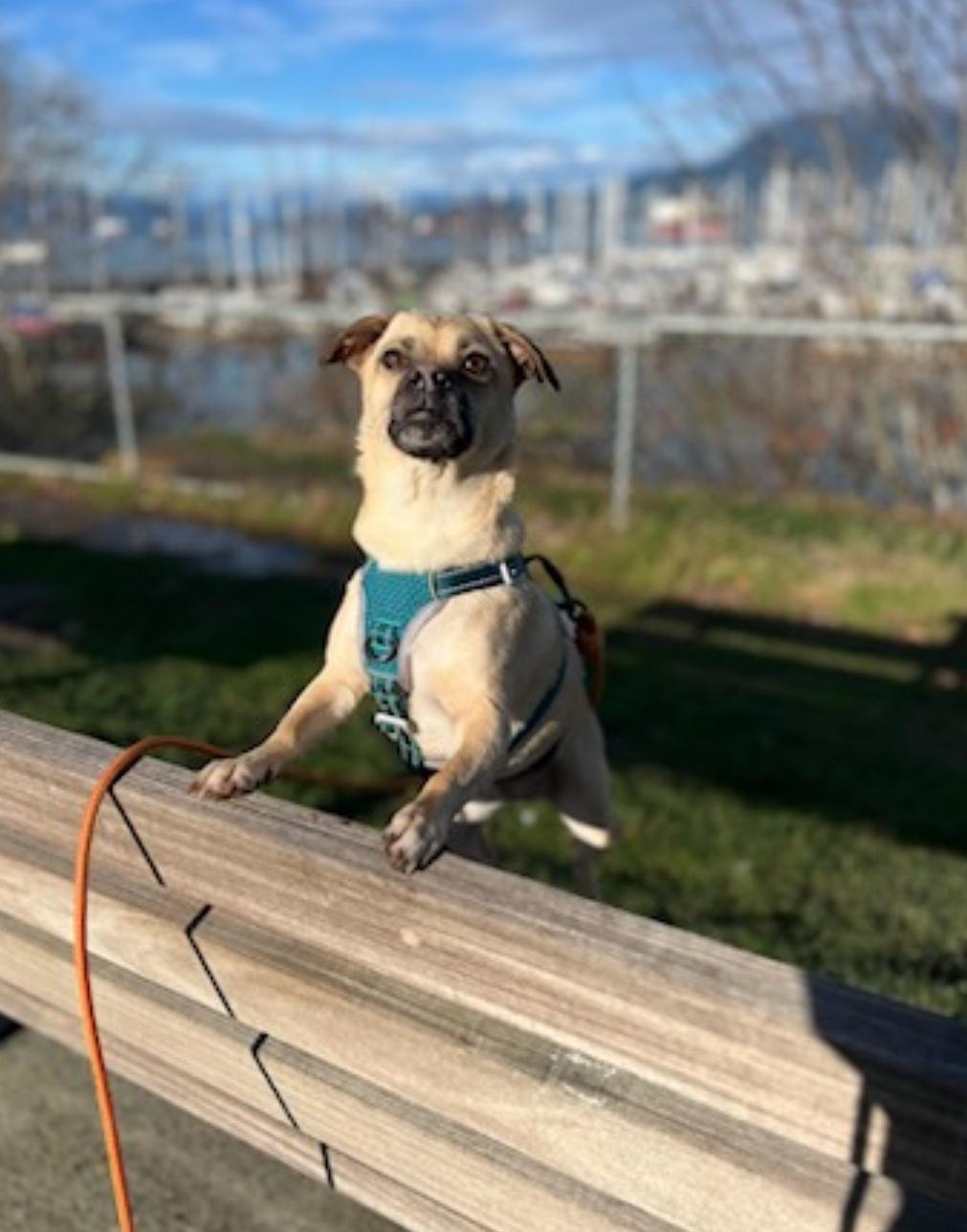 Lily, an adoptable mixed breed in Vancouver, BC image 2/6