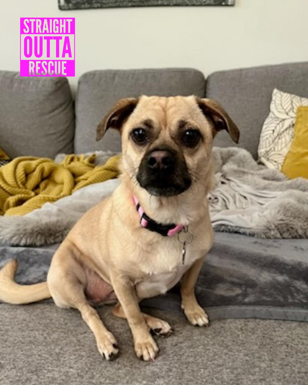 Lily, an adoptable mixed breed in Vancouver, BC image 1/6