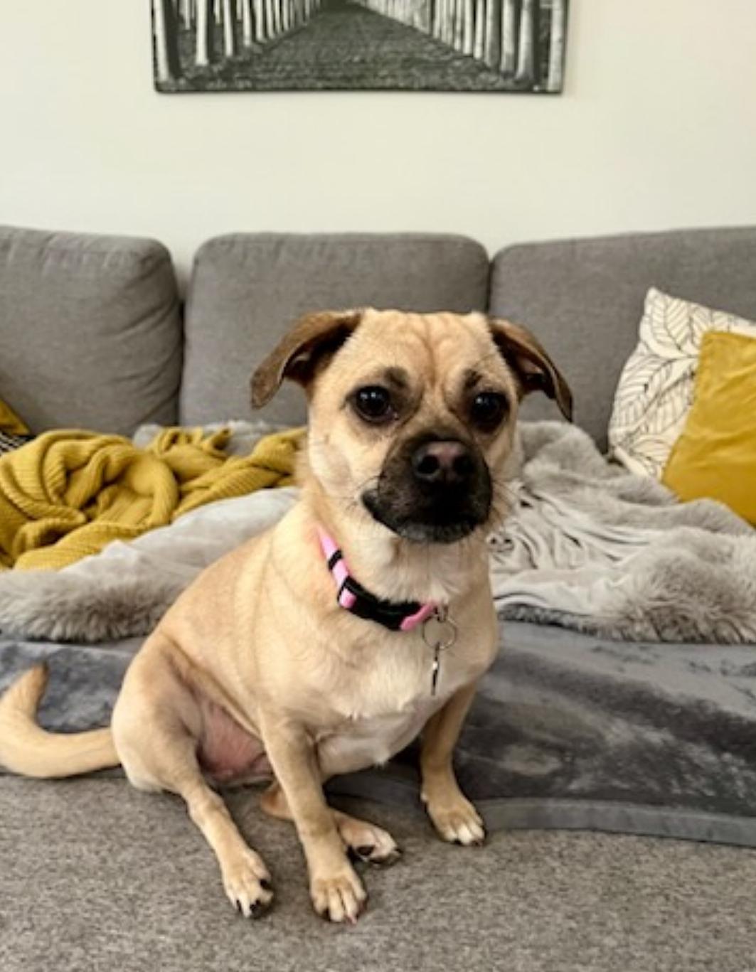 Lily, an adoptable mixed breed in Vancouver, BC image 5/6