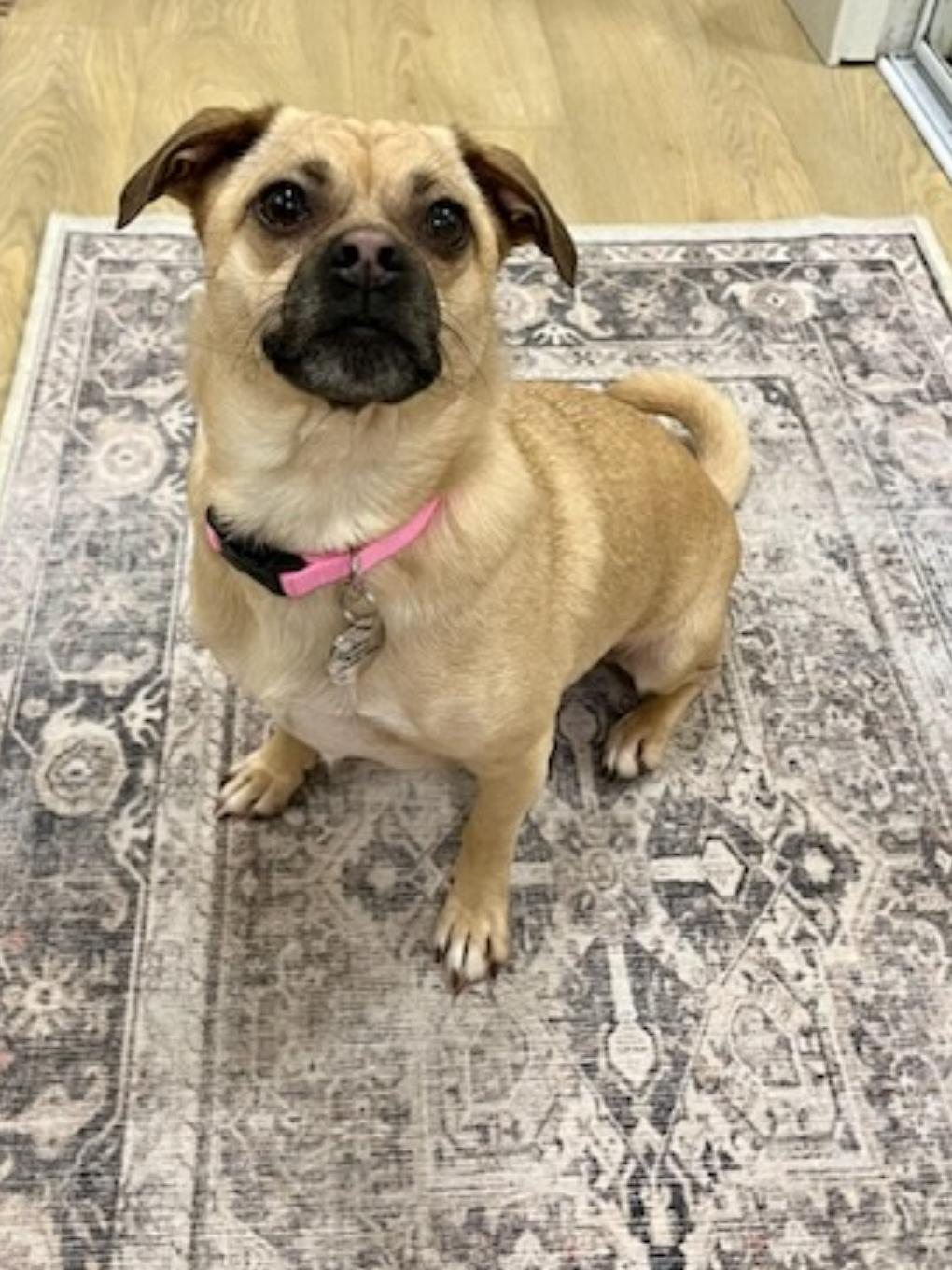 Lily, an adoptable mixed breed in Vancouver, BC image 6/6