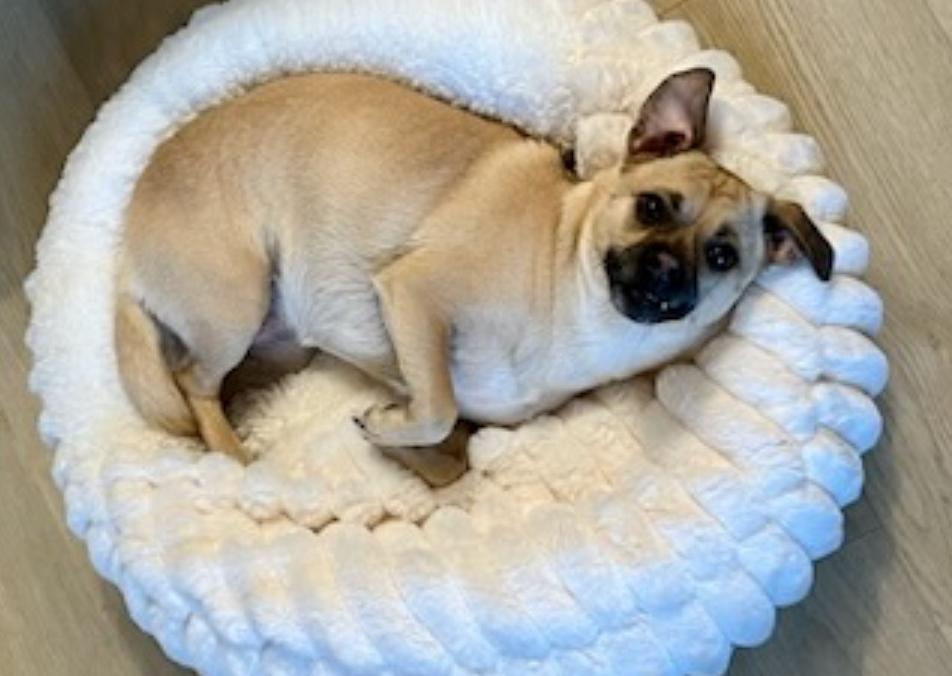 Lily, an adoptable mixed breed in Vancouver, BC image 3/6