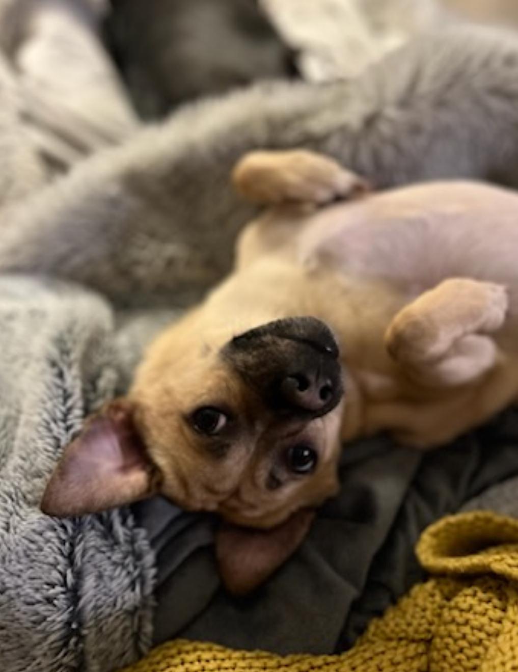 Lily, an adoptable mixed breed in Vancouver, BC image 4/6