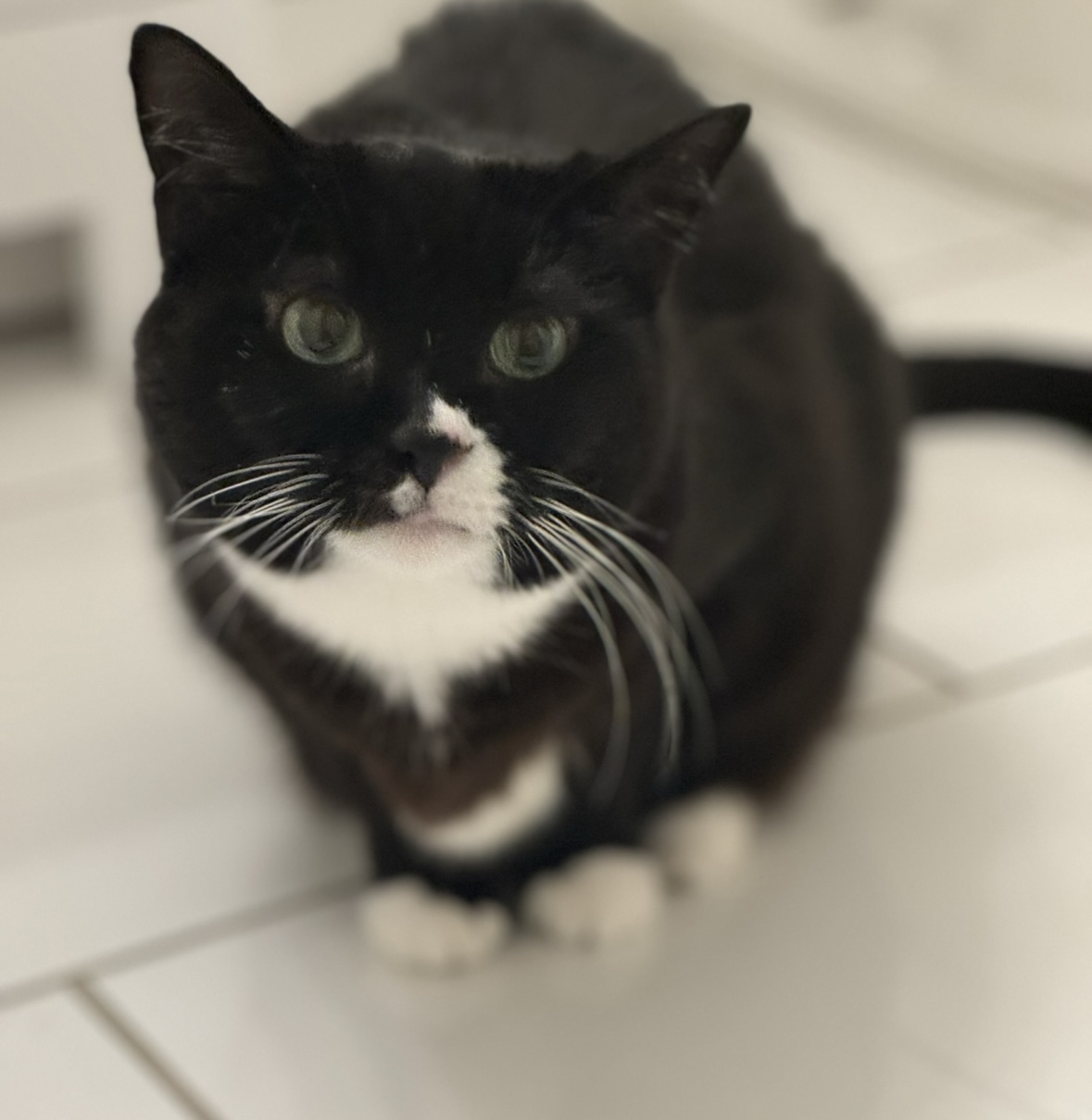 Enlarge Oreo Cookie, a Adoptable Tuxedo in Alexandria, VA image 3/6