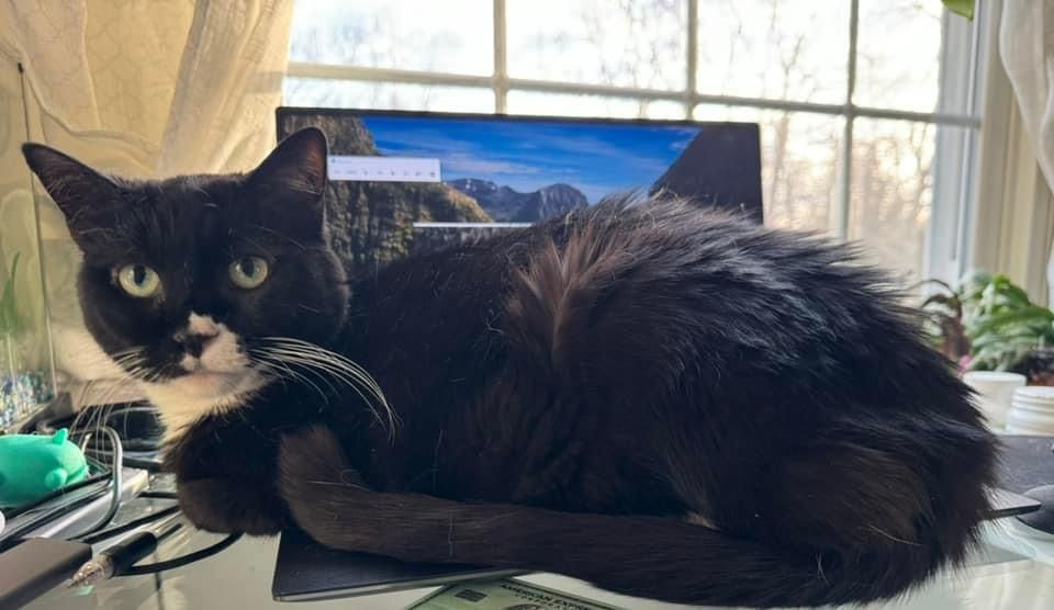 Enlarge Oreo Cookie, a Adoptable Tuxedo in Alexandria, VA image 6/6
