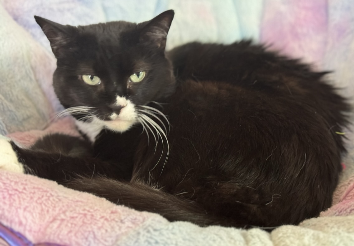 Enlarge Oreo Cookie, a Adoptable Tuxedo in Alexandria, VA image 5/6
