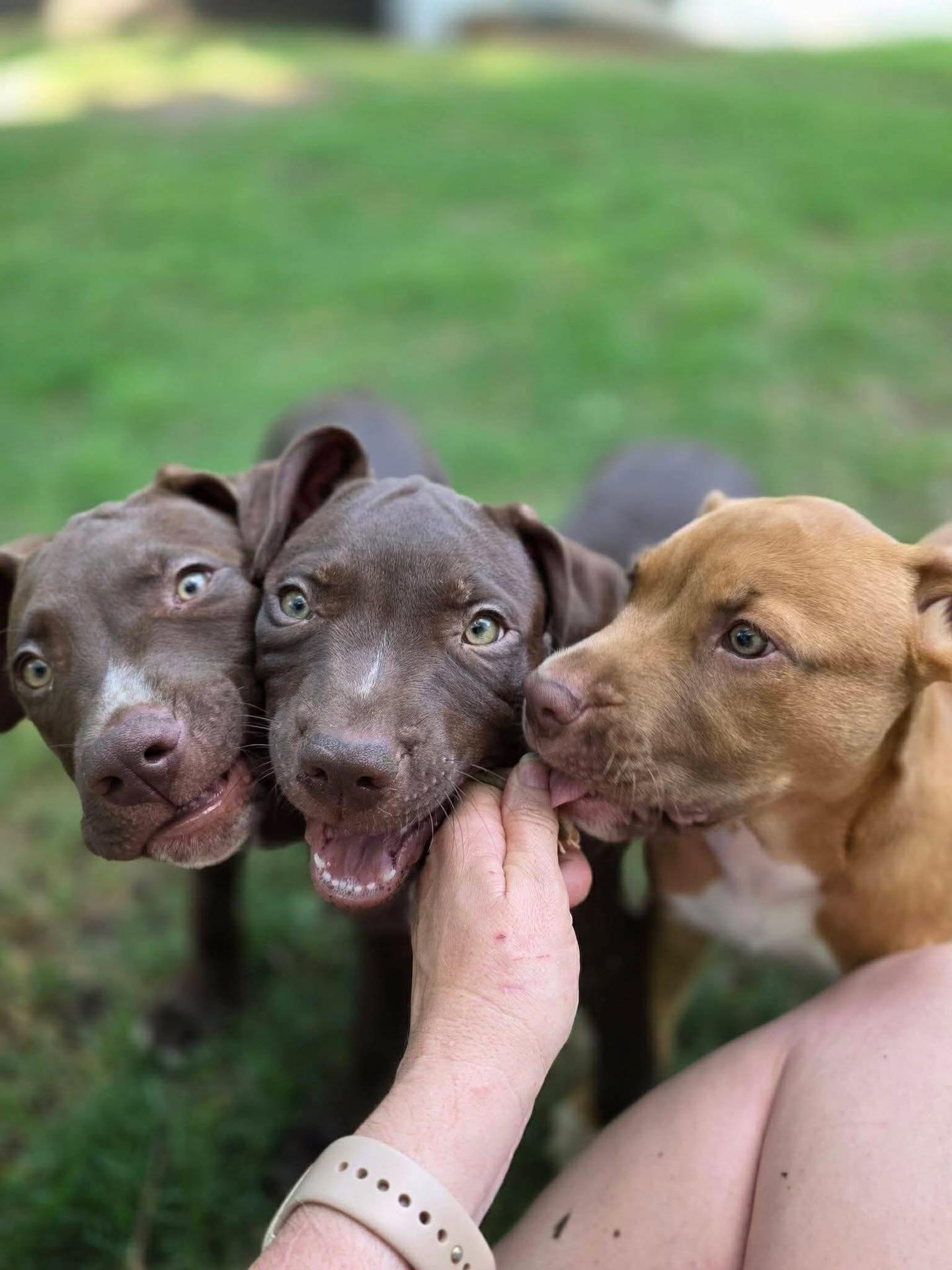 Enlarge Elsa, a ADOPTABLE mixed breed in Salem, NH image 2/3