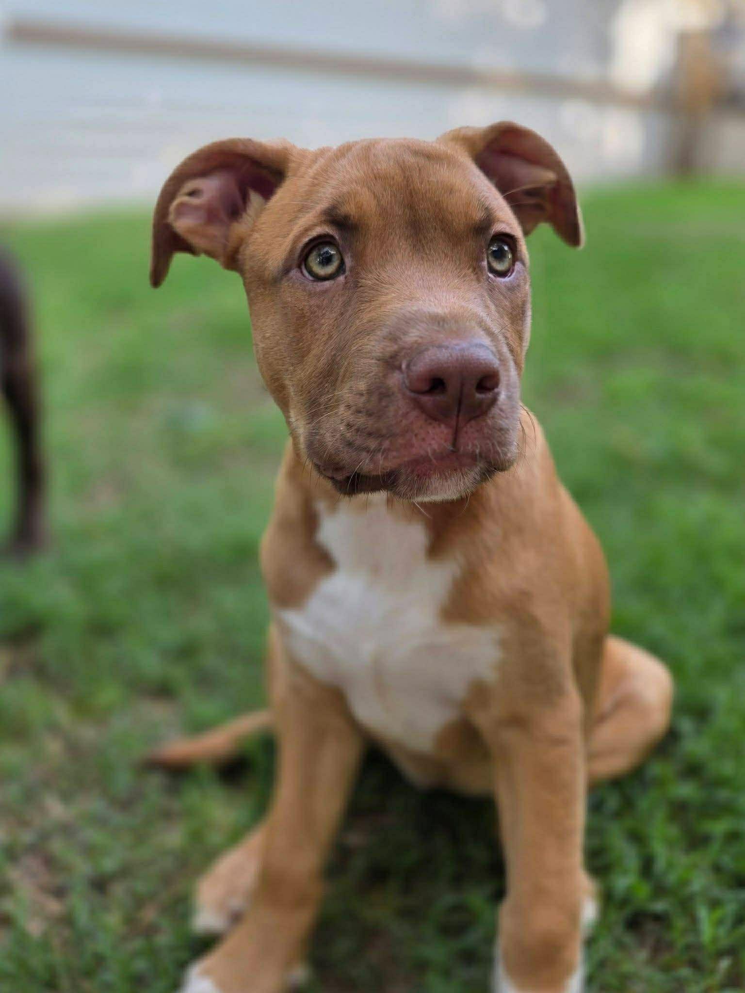 Enlarge Elsa, a ADOPTABLE mixed breed in Salem, NH image 3/3