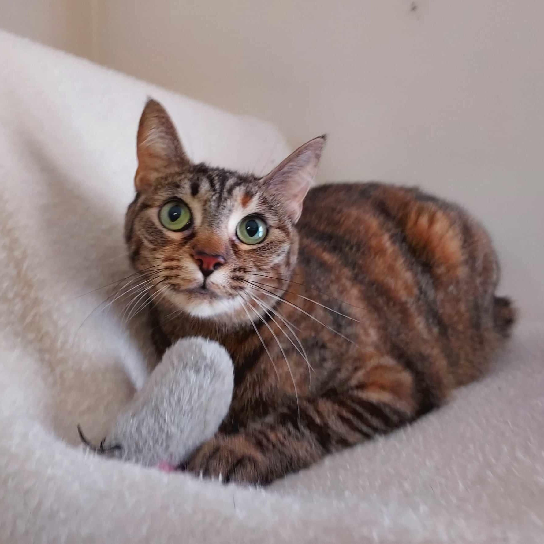 Pebbles, a Adoptable Domestic Short Hair in Falls Creek, PA image 4/4