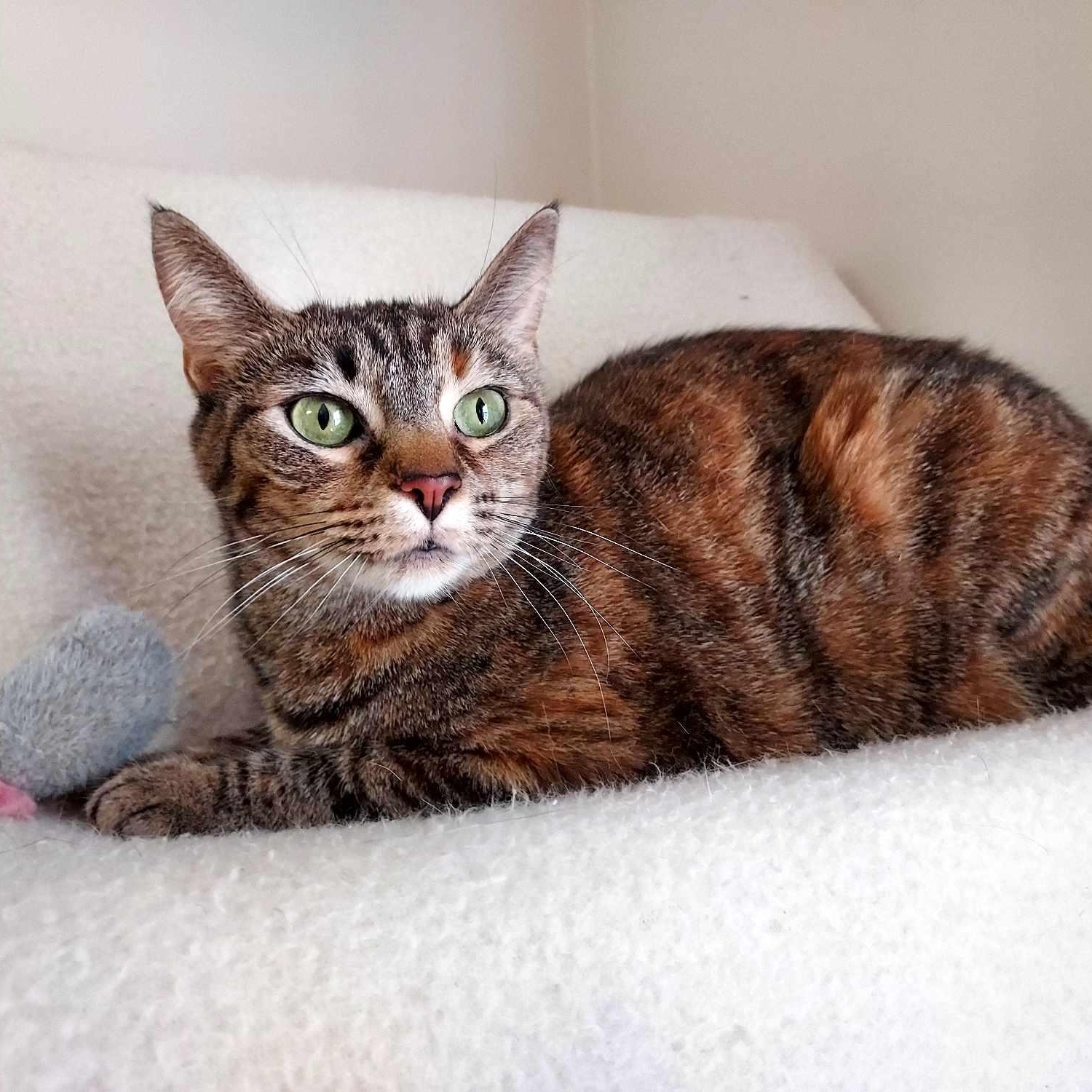 Pebbles, a Adoptable Domestic Short Hair in Falls Creek, PA image 1/4