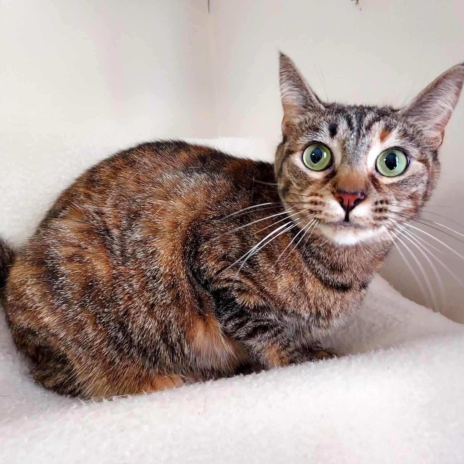 Pebbles, a Adoptable Domestic Short Hair in Falls Creek, PA image 3/4