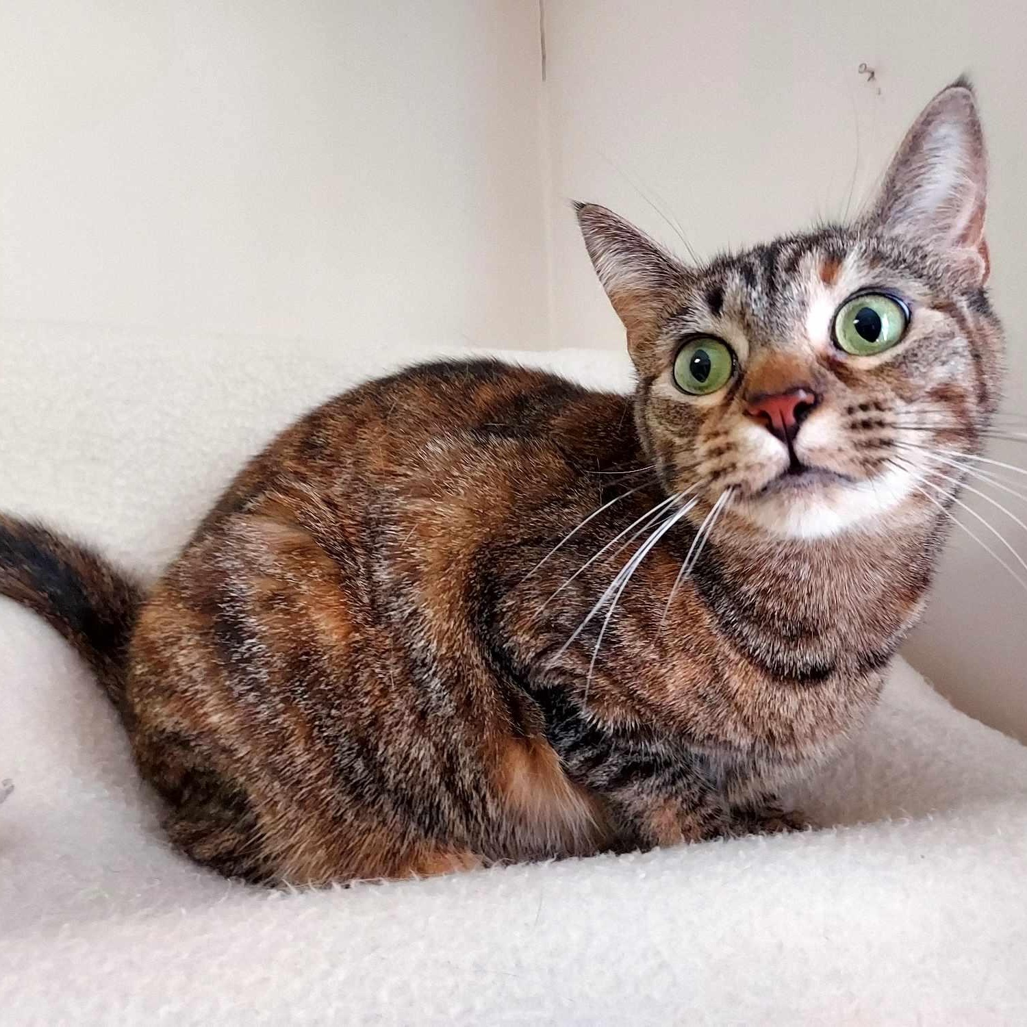 Pebbles, a Adoptable Domestic Short Hair in Falls Creek, PA image 2/4