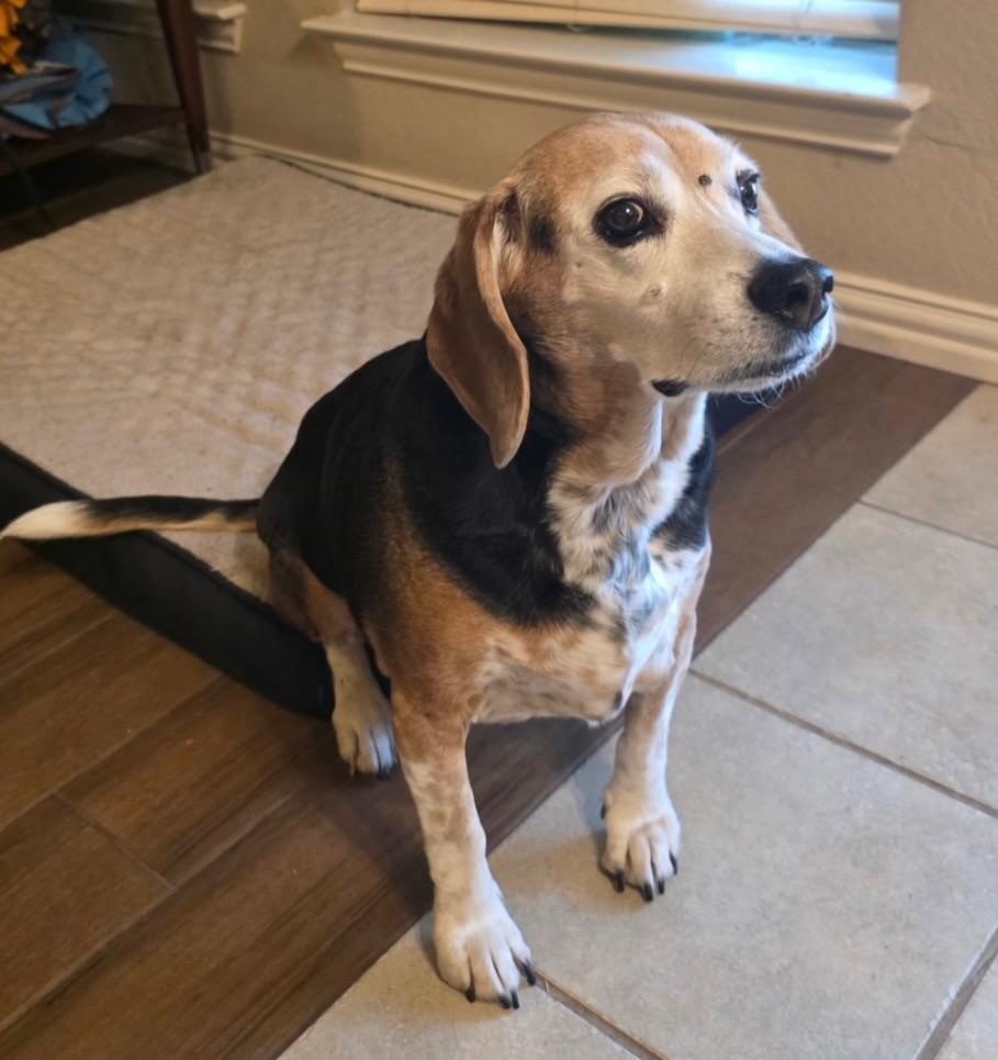 Enlarge Hank, a Adoptable Beagle in Weatherford, TX image 2/4