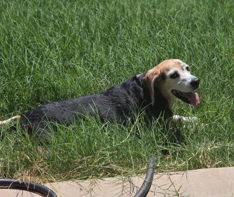 Enlarge Hank, a Adoptable Beagle in Weatherford, TX image 3/4