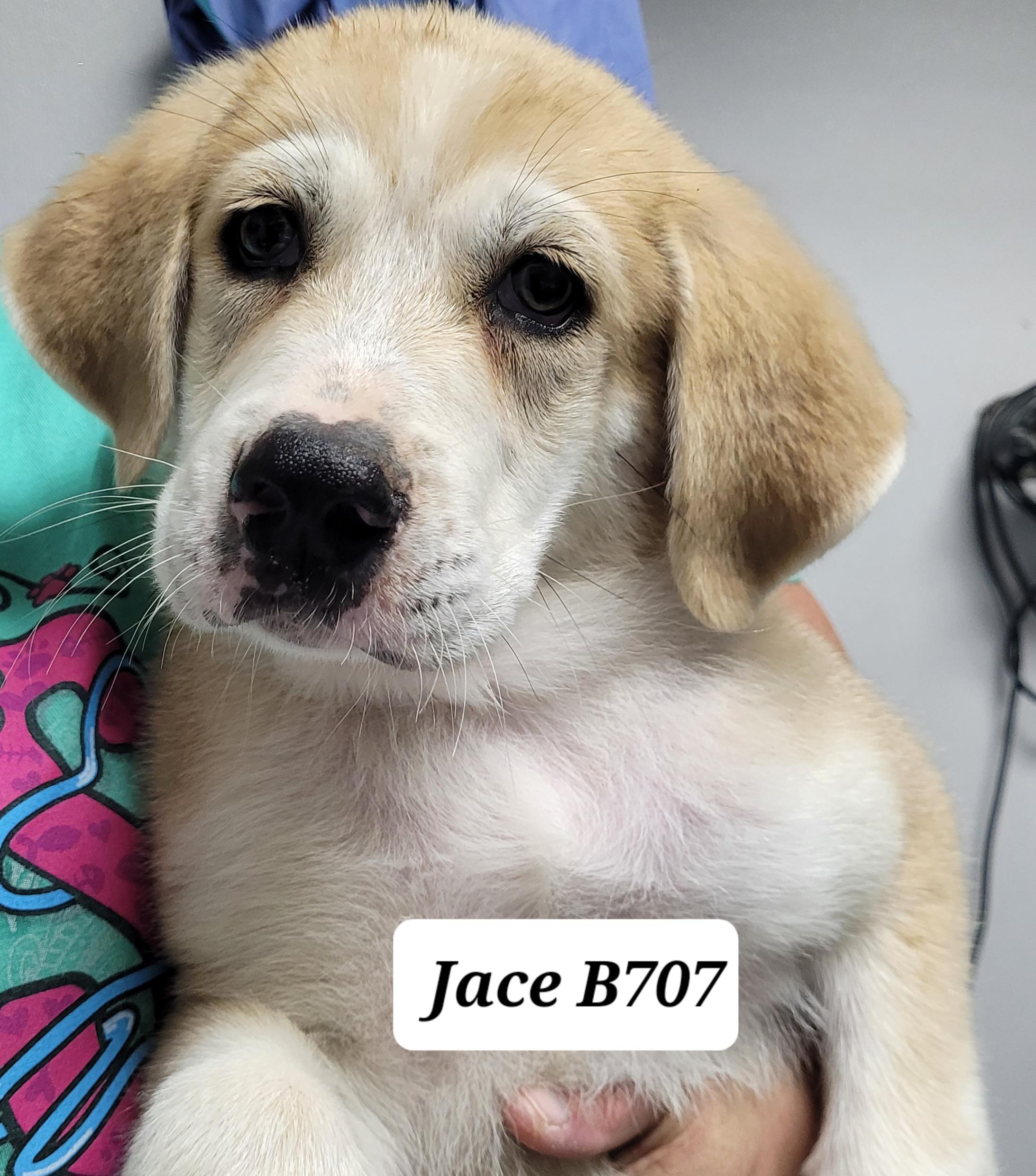 Jace