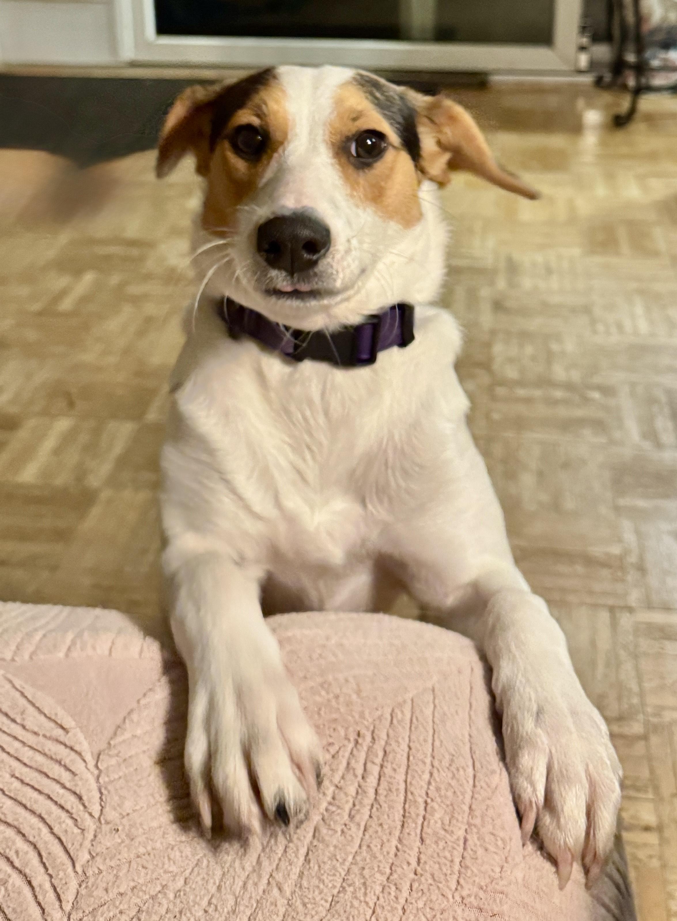 Enlarge Honey, an adopted mixed breed in Lexington, KY image 2/6