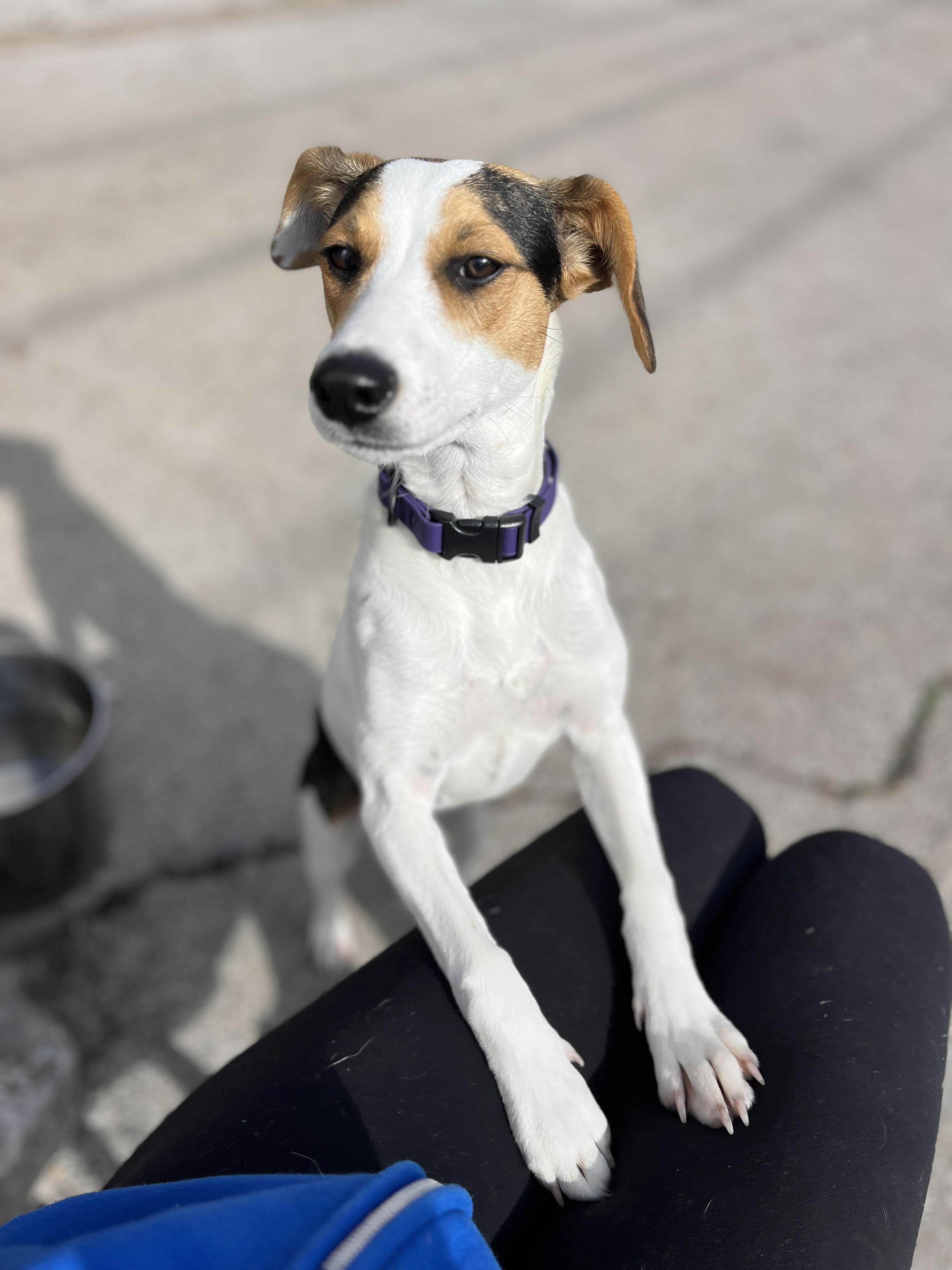 Enlarge Honey, an adopted mixed breed in Lexington, KY image 3/6