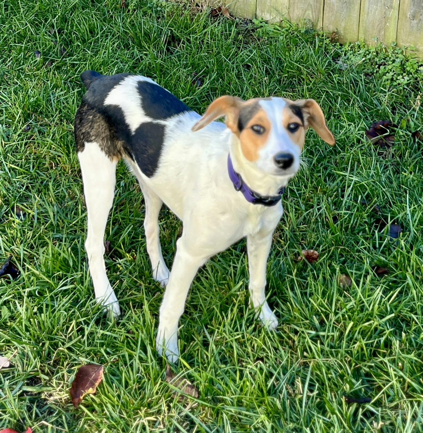 Enlarge Honey, an adopted mixed breed in Lexington, KY image 4/6