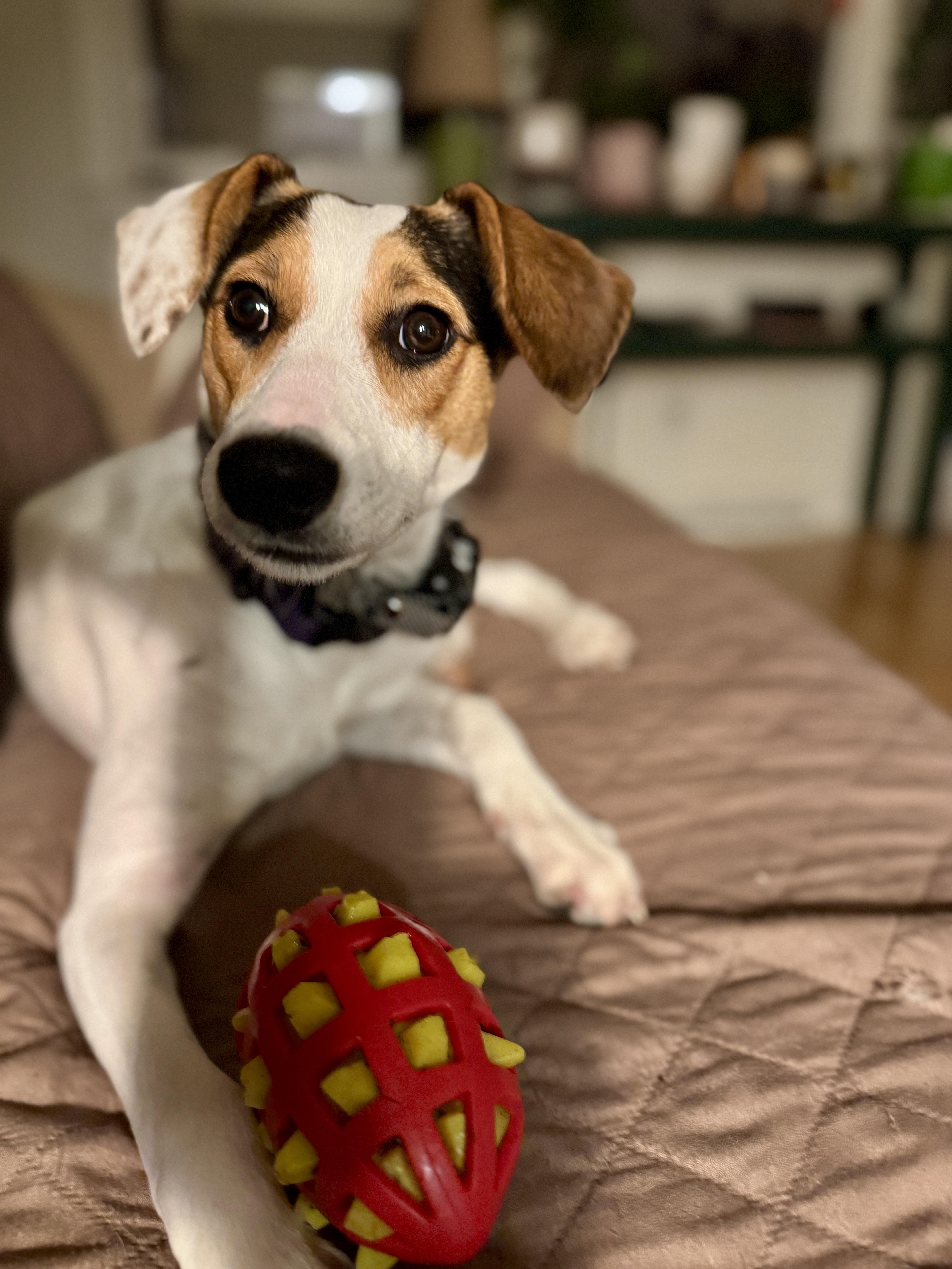 Enlarge Honey, an adopted mixed breed in Lexington, KY image 5/6