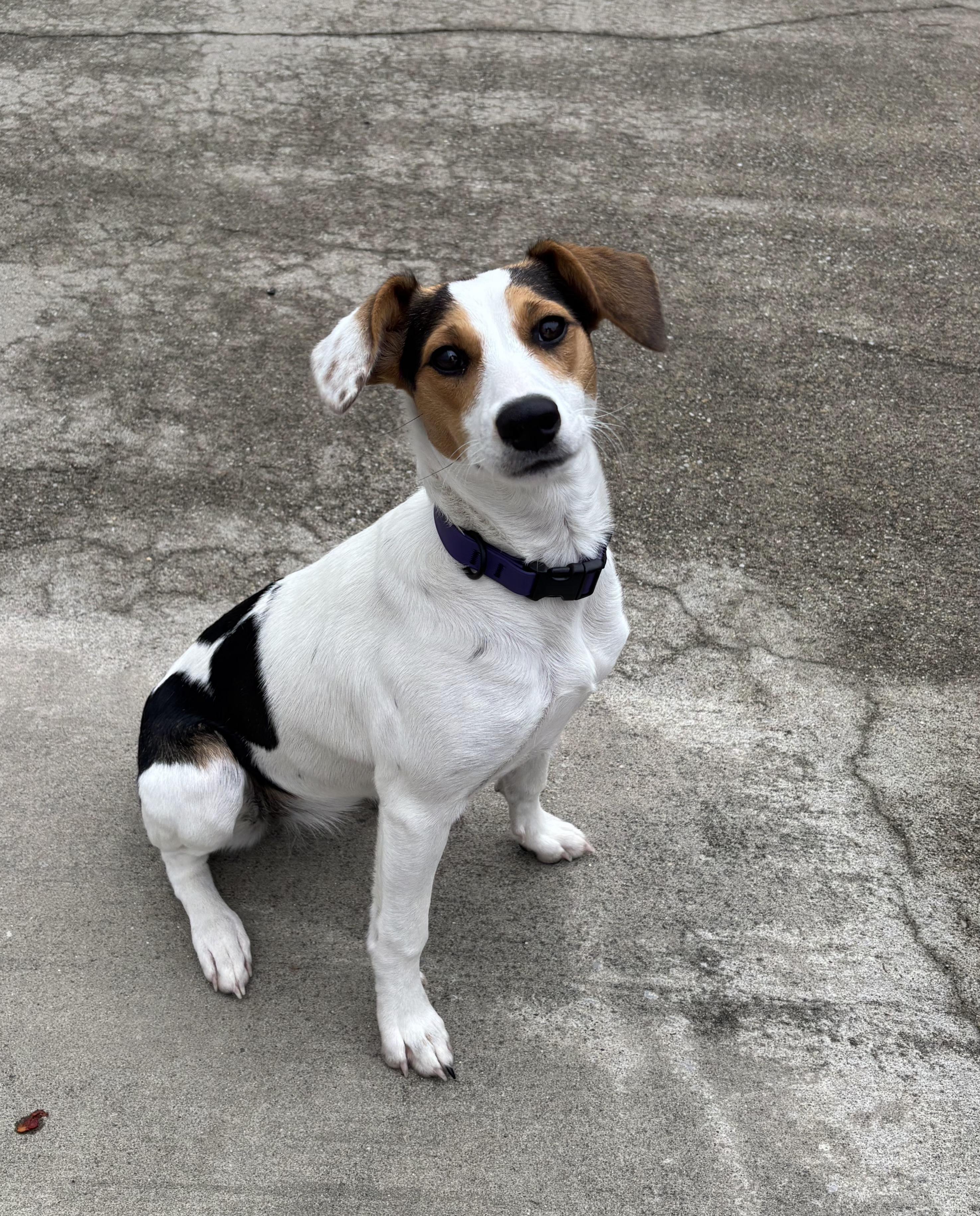 Enlarge Honey, an adopted mixed breed in Lexington, KY image 6/6