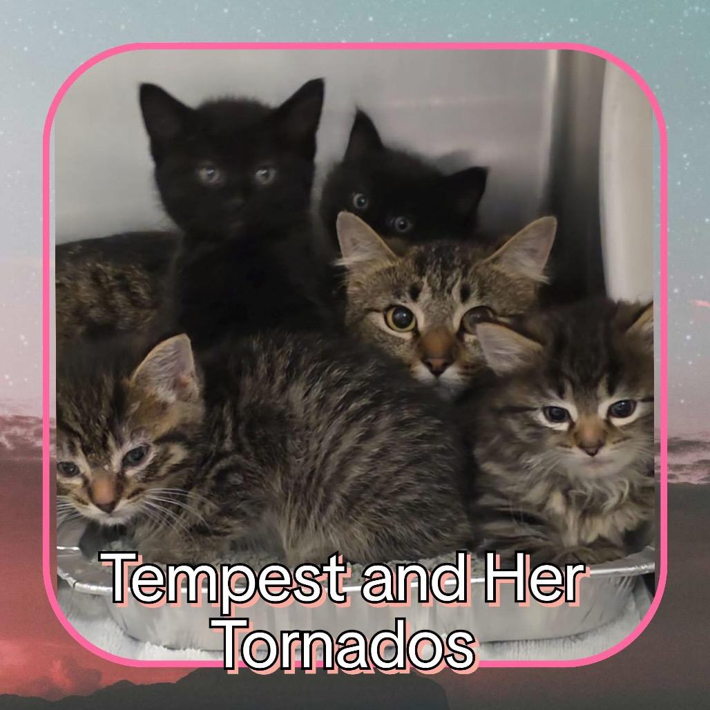 Tempest, Adoptable, Young Female Domestic Medium Hair.