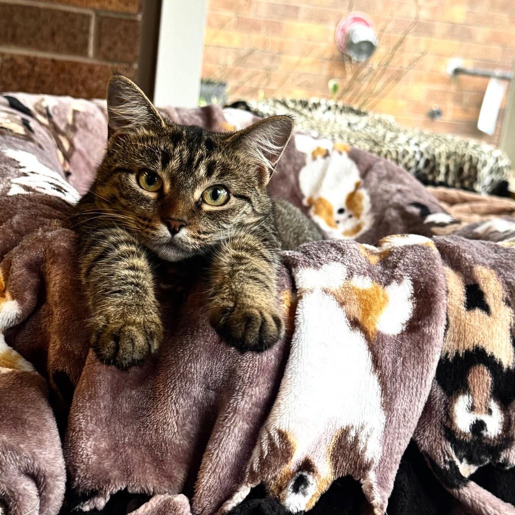 Tempest, a Adoptable Domestic Medium Hair in Wheeling, IL image 2/5