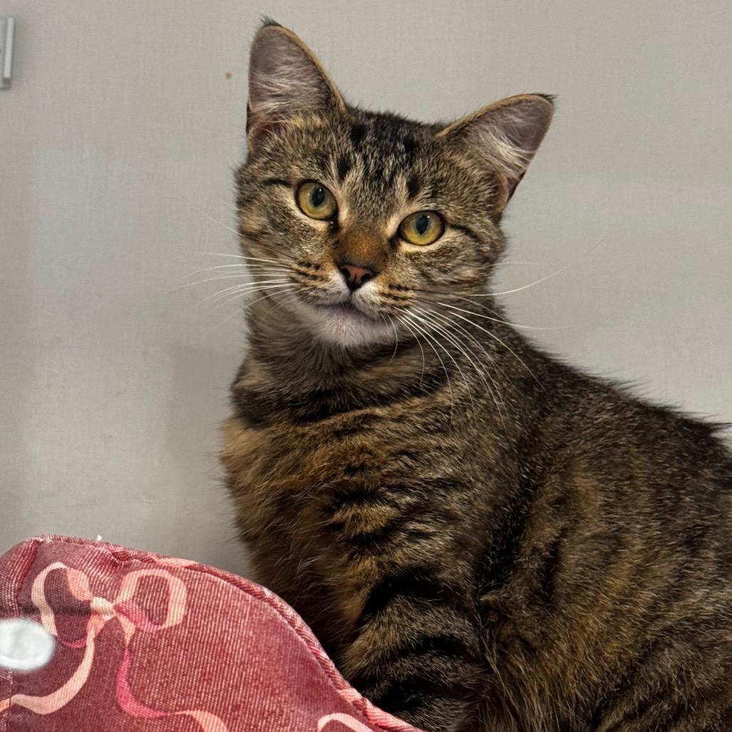 Tempest, a Adoptable Domestic Medium Hair in Wheeling, IL image 3/5