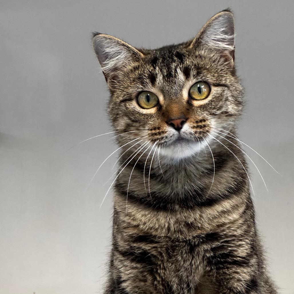 Enlarge Tempest, a Adoptable Domestic Medium Hair in Wheeling, IL image 3/5