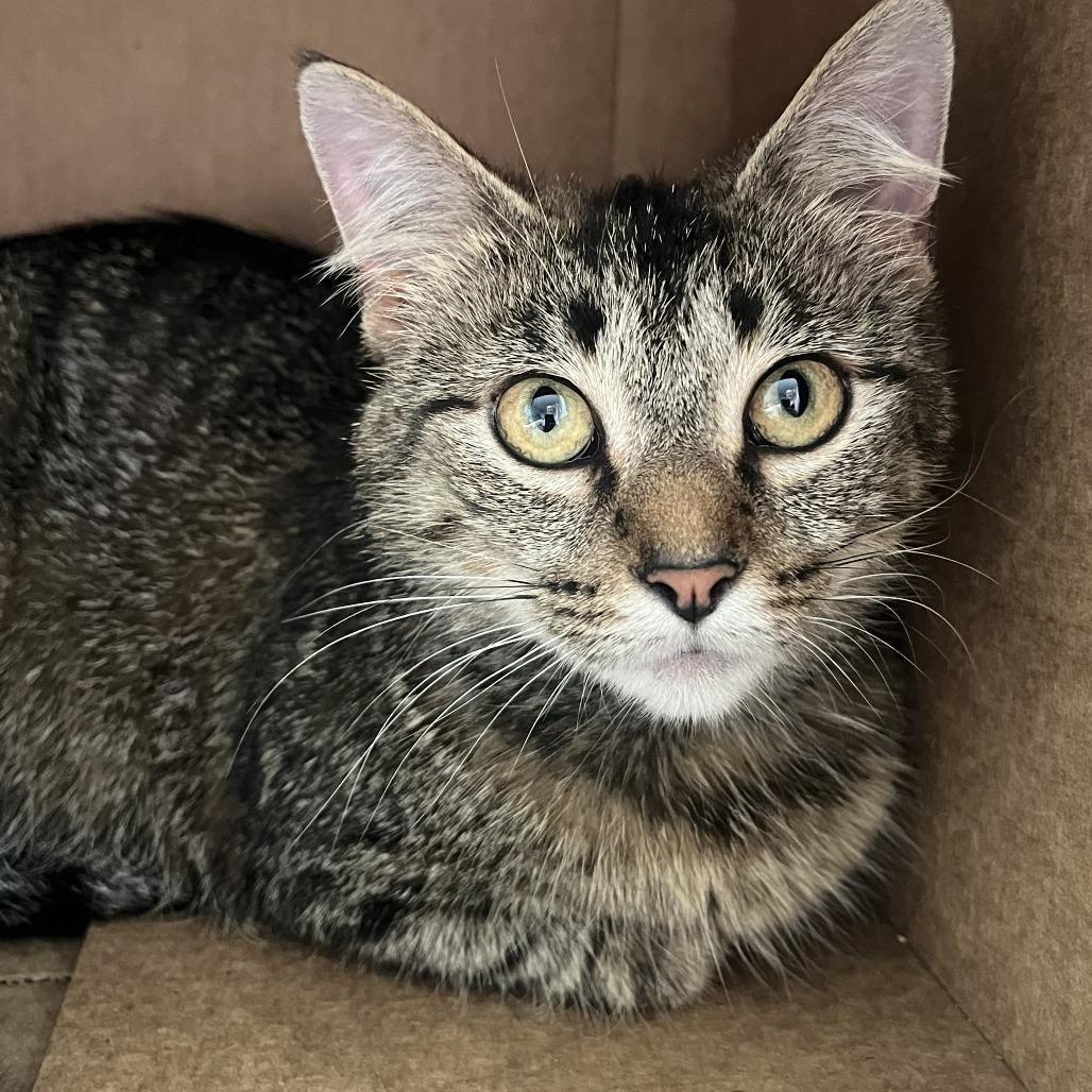 Tempest, a Adoptable Domestic Medium Hair in Wheeling, IL image 5/5