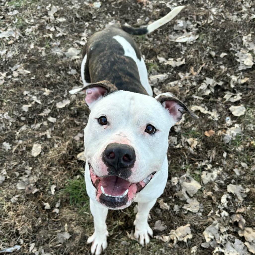T-Bone, Adoptable, Young Male Pit Bull Terrier.