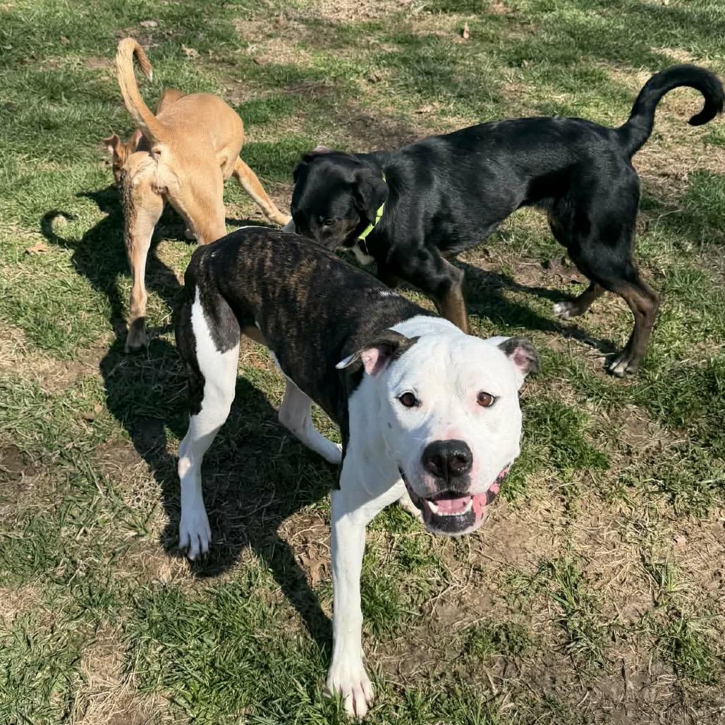 Enlarge T-Bone, a Adoptable Pit Bull Terrier in O'Fallon, MO image 2/6