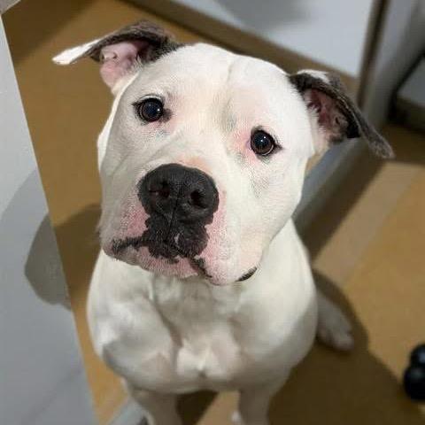 Enlarge T-Bone, a Adoptable Pit Bull Terrier in O'Fallon, MO image 3/6