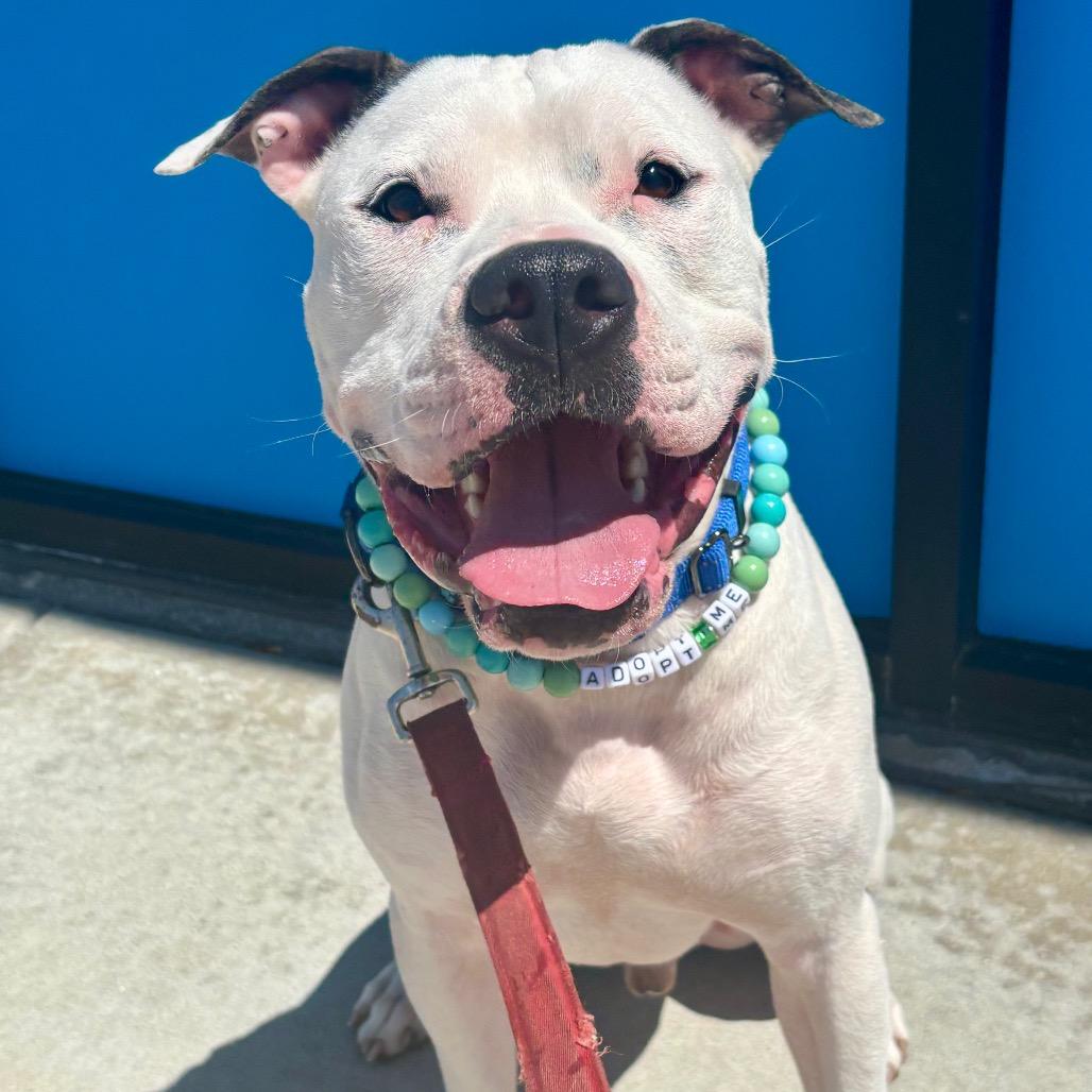 Enlarge T-Bone, a Adoptable Pit Bull Terrier in O'Fallon, MO image 3/6