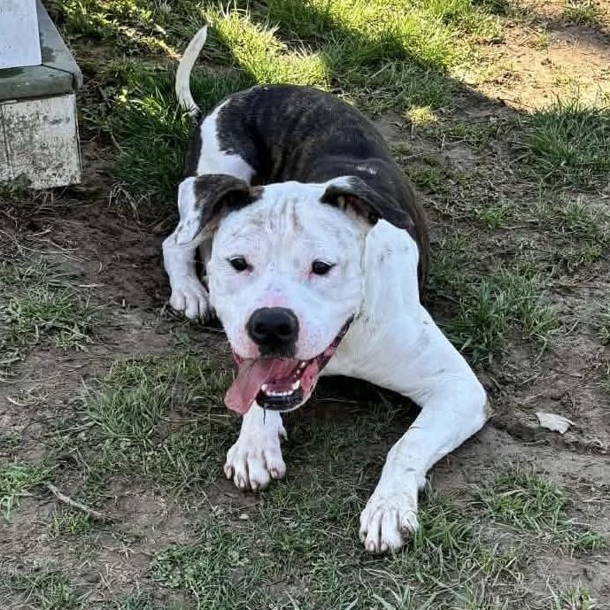 Enlarge T-Bone, a Adoptable Pit Bull Terrier in O'Fallon, MO image 4/6