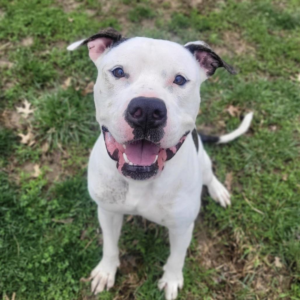 Enlarge T-Bone, a Adoptable Pit Bull Terrier in O'Fallon, MO image 5/6