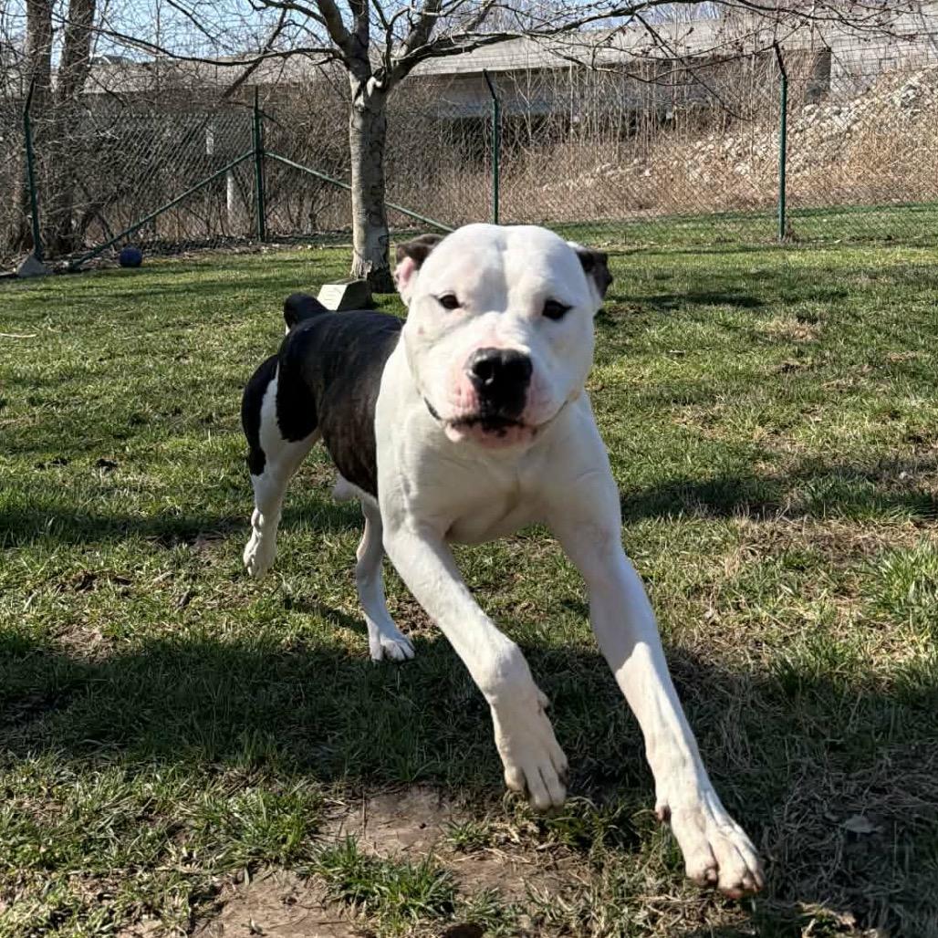 Enlarge T-Bone, a Adoptable Pit Bull Terrier in O'Fallon, MO image 6/6
