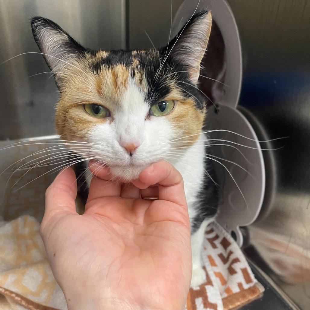 Enlarge Jolene, a Adoptable Domestic Short Hair in Grand Rapids, MI image 1/2